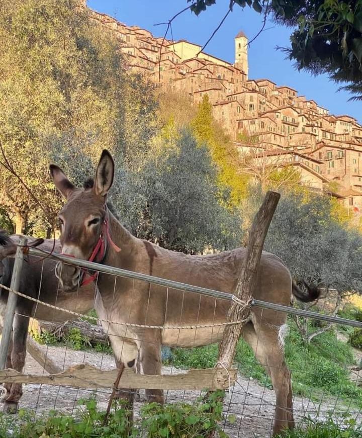 Casetta Nel Borgo Olevano Romano 外观 照片